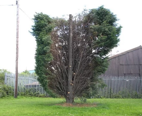  Profile Photos of Complete Tree Surgeons Chepstow Riverside Court Beaufort Park - Photo 4 of 4