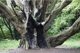 Complete Tree Surgeons Chepstow, Chepstow