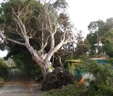 Complete Tree Surgeons Chepstow, Chepstow