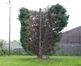 Complete Tree Surgeons Chepstow, Chepstow