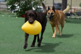 Doggie Dude Ranch and the O'Cat Corral, Watkins