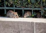 Insight Pest Solutions, Mississauga