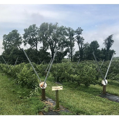  Profile Photos of Eckert's Pick Your Own Belleville Farm 951 South Green Mount Road - Photo 4 of 4