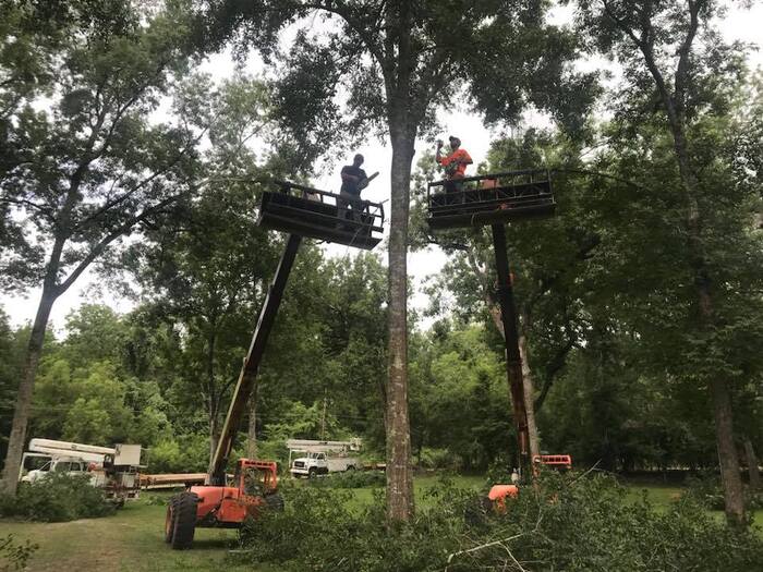  New Album of Dufour's Tree Service 1046 Louisiana 1182 - Photo 1 of 3