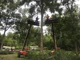 Dufour's Tree Service, Plaucheville