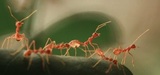 Insight Pest Solutions, Dartmouth
