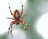 Insight Pest Solutions, Dartmouth