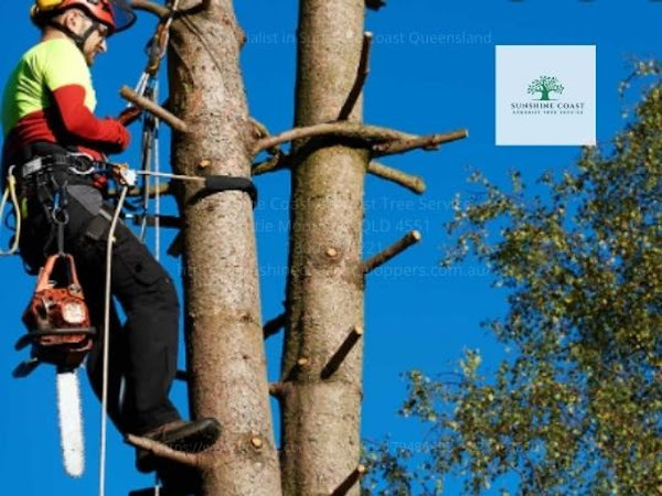 Profile Photos of Sunshine Coast Arborist Tree Service 89 Little Mountain Dr - Photo 5 of 10