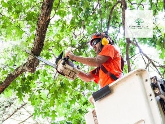  Profile Photos of Sunshine Coast Arborist Tree Service 89 Little Mountain Dr - Photo 6 of 10