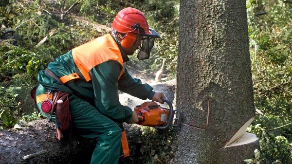  Profile Photos of Sunshine Coast Arborist Tree Service 89 Little Mountain Dr - Photo 8 of 10