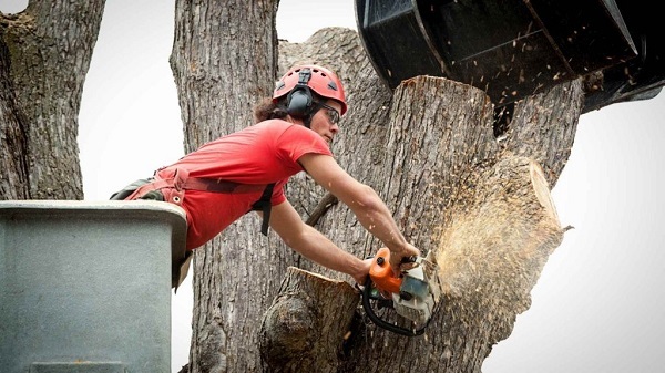  Profile Photos of Sunshine Coast Arborist Tree Service 89 Little Mountain Dr - Photo 9 of 10