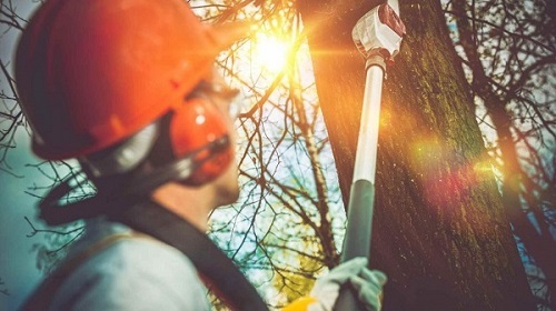 Profile Photos of Sunshine Coast Arborist Tree Service 89 Little Mountain Dr - Photo 10 of 10