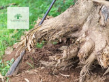  Sunshine Coast Arborist Tree Service 89 Little Mountain Dr 