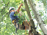 Sunshine Coast Arborist Tree Service 89 Little Mountain Dr 