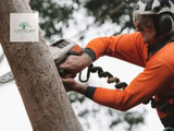  Sunshine Coast Arborist Tree Service 89 Little Mountain Dr 