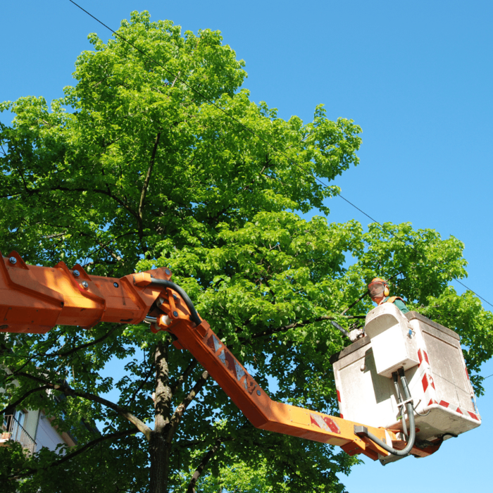  New Album of Tree Service West Chester 595 Country Club Rd Suite A. - Photo 2 of 5