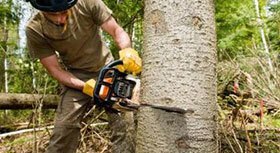  Profile Photos of Tree Service Ontario 1264 Victoria St N - Photo 3 of 5