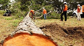  Profile Photos of Tree Service Ontario 1264 Victoria St N - Photo 5 of 5