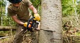  Tree Service Ontario 1264 Victoria St N 