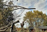  Tree Service Ontario 1264 Victoria St N 