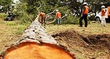  Tree Service Ontario 1264 Victoria St N 