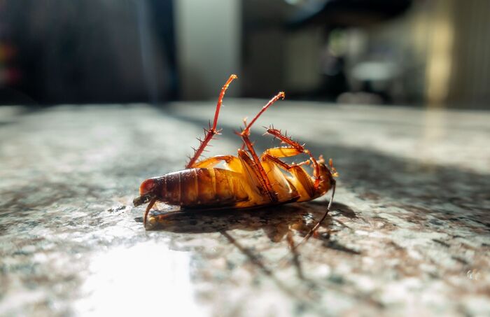  Profile Photos of Blue Pest Control Experts 11975 Morris Rd - Photo 1 of 1