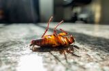 Blue Pest Control Experts, Alpharetta