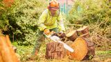 Folsom Tree Service, Roseville