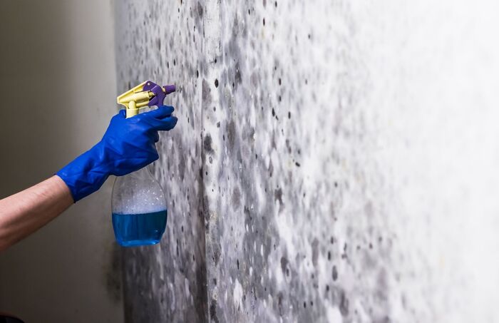  Profile Photos of Orange Tree Mold Experts Serving around - Photo 1 of 1