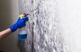 Orange Tree Mold Experts, Florida