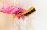 Prairie Mold Experts, Champaign