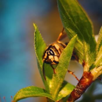  Profile Photos of Solve Pest Pros 11350 Random Hills Rd, Suite 800 - Photo 4 of 4