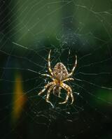 Solve Pest Pros, Fairfax