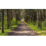 Solve Pest Pros, Manassas