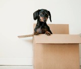 Quality Movers Escondido, Escondido