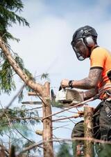 Pacific Arboriculture, Auburn