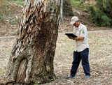 Pacific Arboriculture, Auburn