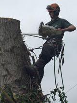 large tree removal, MJM Forestry & Land Clearance Ltd, Biddenden