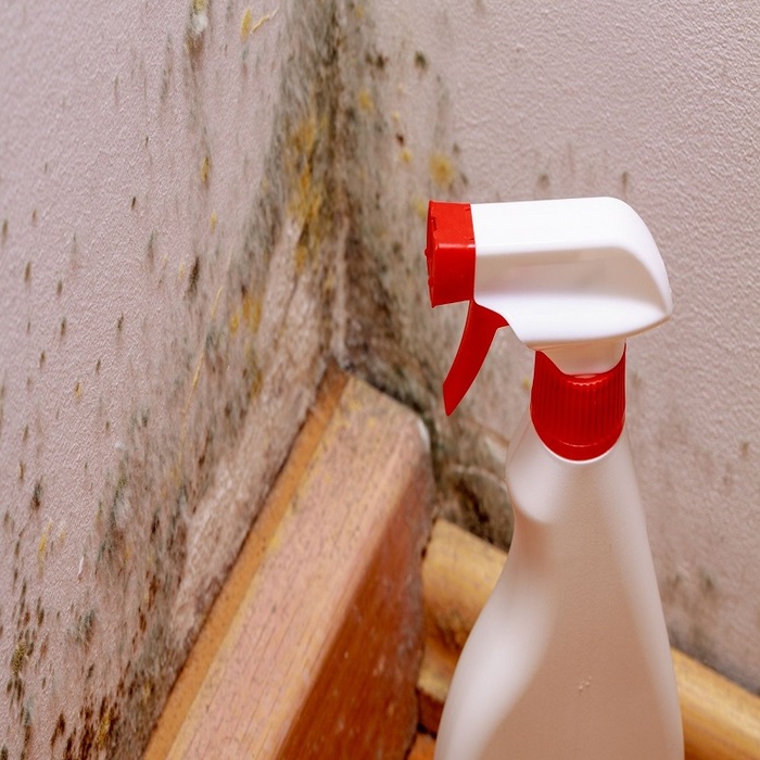  Profile Photos of Mold Inspections of Red Mountain 947 E Impala Ave - Photo 1 of 1