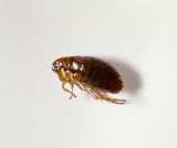 Pointer Pest Control, Granite Bay