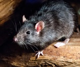 Pointer Pest Control, Granite Bay