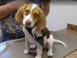  Greenville Animal Hospital 2625 W Washington St 