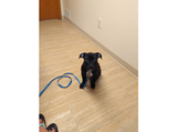  Greenville Animal Hospital 2625 W Washington St 