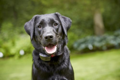  Profile Photos of DogWatch of Idaho â€“ Boise 1686 S Loggers Pond, Apt 34 - Photo 4 of 4