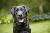  DogWatch of Idaho â€“ Boise 1686 S Loggers Pond, Apt 34 
