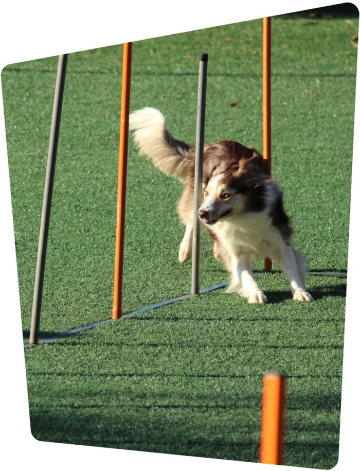  Dog Trainer Edinburgh of Head Start Dog Training 2 Woodfield Park - Photo 6 of 9