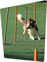  Head Start Dog Training 2 Woodfield Park 