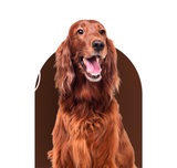  Head Start Dog Training 2 Woodfield Park 