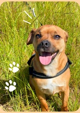 Head Start Dog Training, Edinburgh