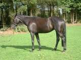 Profile Photos of Equitation Kervalerien